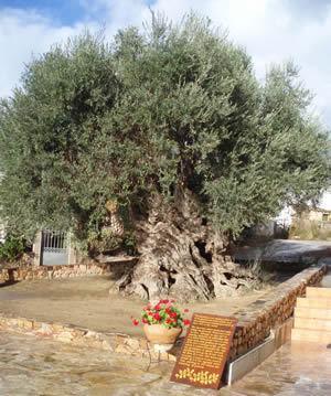Nea Kydonia Suites & Studios Daratsos Luaran gambar